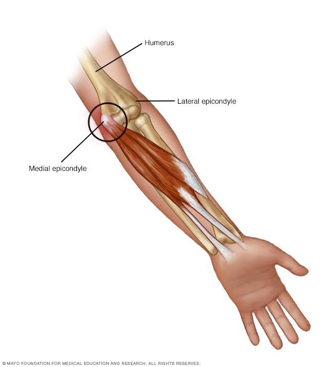 Diagram of Elbow and Muscles